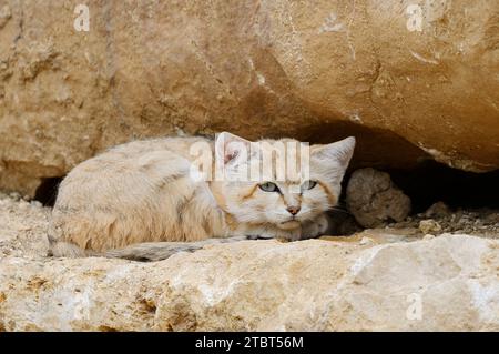 Arabische Sandkatze oder Wüstenkatze (Felis margarita harrisoni) Stockfoto