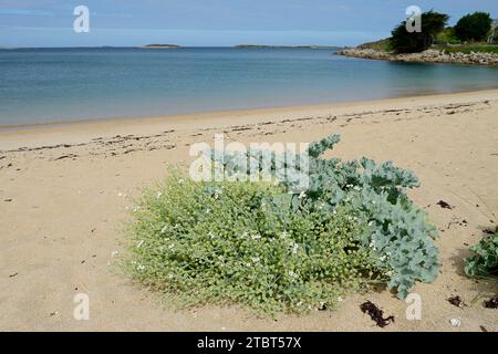 Echter Meerkohl oder Küstenkohl (Crambe maritima) an einem Sandstrand in der Bretagne, Frankreich Stockfoto