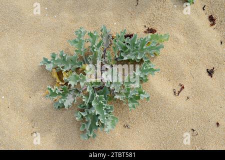 Echter Meerkohl oder Küstenkohl (Crambe maritima), Bretagne, Frankreich Stockfoto