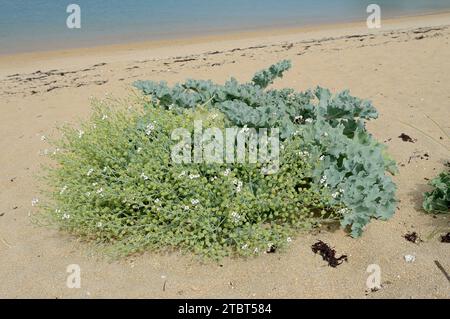 Echter Meerkohl oder Küstenkohl (Crambe maritima) an einem Sandstrand in der Bretagne, Frankreich Stockfoto