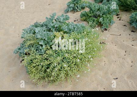 Echter Meerkohl oder Küstenkohl (Crambe maritima), Bretagne, Frankreich Stockfoto