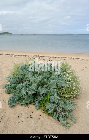 Echter Meerkohl oder Küstenkohl (Crambe maritima) an einem Sandstrand in der Bretagne, Frankreich Stockfoto