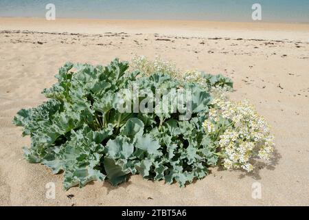 Echter Meerkohl oder Küstenkohl (Crambe maritima) an einem Sandstrand in der Bretagne, Frankreich Stockfoto