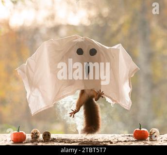 Red Eichhörnchen hängt unter einem Geisterbettlaken Stockfoto