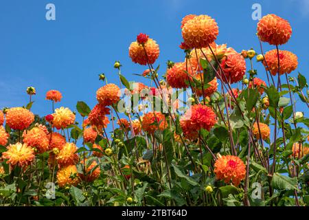 Blühende Dahlien (Dahlien) auf der Insel Mainau, Bodensee, Baden-Württemberg, Deutschland, Europa Stockfoto