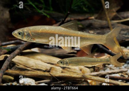 Leuciscus leuciscus Common Dace Stockfoto