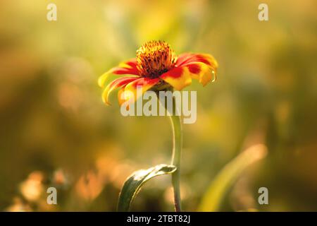 Tagetes in gelb-rot. Stockfoto