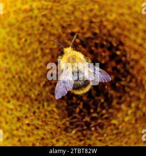 Hummel auf Sonnenblume, Nahaufnahme Stockfoto