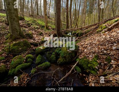 Landschaft im Naturpark Weilersbachtal im Naturpark Steigerwald, Gemeinde Rauhenebrach, Landkreis Haßberge, Landkreis Schweinfurt, Unterfranken, Franken, Deutschland Stockfoto