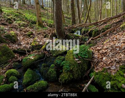 Landschaft im Naturpark Weilersbachtal im Naturpark Steigerwald, Gemeinde Rauhenebrach, Landkreis Haßberge, Landkreis Schweinfurt, Unterfranken, Franken, Deutschland Stockfoto