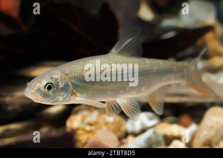 Leuciscus leuciscus Common Dace Stockfoto