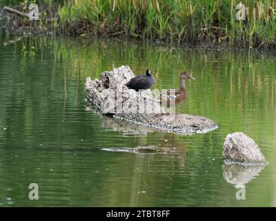 Coot, Fulica atra und Stockenten, Anas platyrhynchos Stockfoto