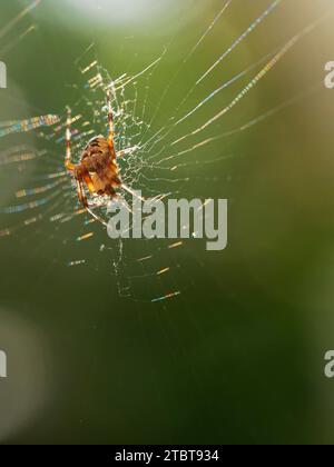 Gartenkreuzspinne, Araneus diadematus, Kreuzspinne Stockfoto