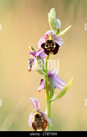 Spinnenorchidee, Ophrys holoserica, Ophrys, Fuciflora Stockfoto