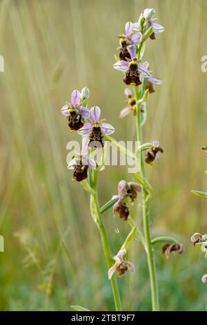 Spinnenorchidee, Ophrys holoserica, Ophrys, Fuciflora Stockfoto