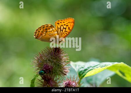 Schmetterling, silbergewaschene Fritillerie, Argynnis Paphia Stockfoto