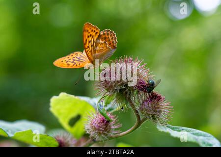 Schmetterling, silbergewaschene Fritillerie, Argynnis Paphia Stockfoto