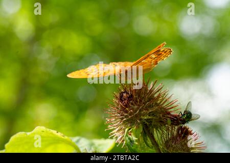 Schmetterling, silbergewaschene Fritillerie, Argynnis Paphia Stockfoto