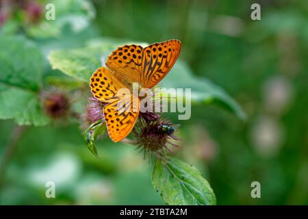 Schmetterling, silbergewaschene Fritillerie, Argynnis Paphia Stockfoto