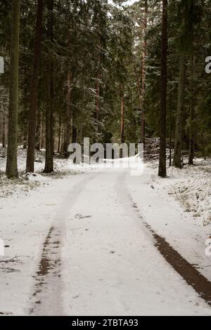 Der Waldweg zeugt von Reifenabdrücken und erzählt Geschichten von Abenteuern durch schneebedeckte Landschaften in den goldenen Sonnenstrahlen. Stockfoto
