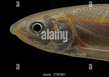 Leuciscus leuciscus Common Dace Stockfoto