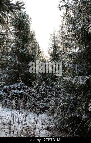 Auf den Spuren der stillen Fußstapfen durch ein Winterwunderland in Dobele's Pokainu Mezs. Stockfoto