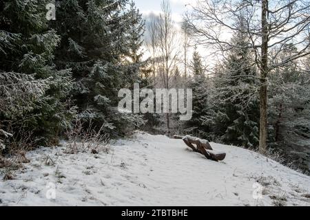 Inmitten der schneebedeckten Gelassenheit des Tannenwaldes von Pokainu Mezs lädt eine einsame Bank zur ruhigen Besinnung ein. Stockfoto