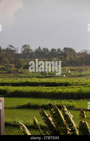 Sonnenaufgang über jungen Reisterrassen im ruhigen Morgenlicht, Reflexion auf den Feldern, tolles Grün und Licht in einem Landschaftsfoto, schönes grünes Bali, Indonesien Stockfoto