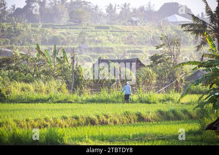 Sonnenaufgang über jungen Reisterrassen im ruhigen Morgenlicht, Reflexion auf den Feldern, tolles Grün und Licht in einem Landschaftsfoto, schönes grünes Bali, Indonesien Stockfoto