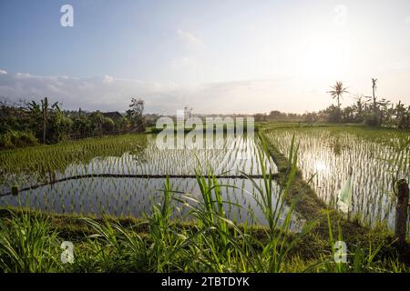 Sonnenaufgang über jungen Reisterrassen im ruhigen Morgenlicht, Reflexion auf den Feldern, tolles Grün und Licht in einem Landschaftsfoto, schönes grünes Bali, Indonesien Stockfoto