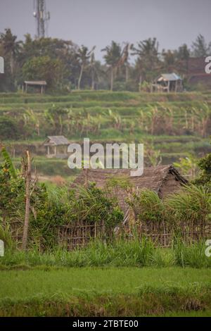 Sonnenaufgang über jungen Reisterrassen im ruhigen Morgenlicht, Reflexion auf den Feldern, tolles Grün und Licht in einem Landschaftsfoto, schönes grünes Bali, Indonesien Stockfoto