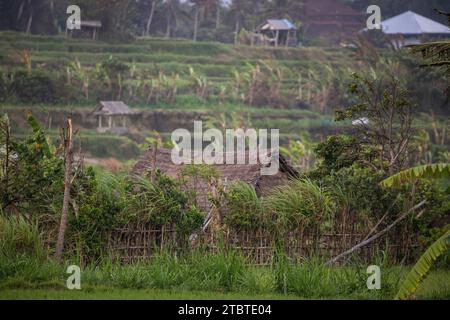 Sonnenaufgang über jungen Reisterrassen im ruhigen Morgenlicht, Reflexion auf den Feldern, tolles Grün und Licht in einem Landschaftsfoto, schönes grünes Bali, Indonesien Stockfoto