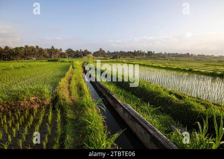 Sonnenaufgang über jungen Reisterrassen im ruhigen Morgenlicht, Reflexion auf den Feldern, tolles Grün und Licht in einem Landschaftsfoto, schönes grünes Bali, Indonesien Stockfoto