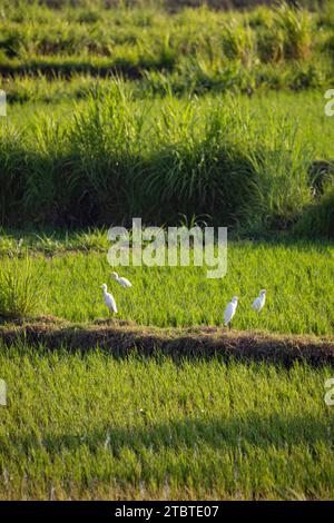 Sonnenaufgang über jungen Reisterrassen im ruhigen Morgenlicht, Reflexion auf den Feldern, tolles Grün und Licht in einem Landschaftsfoto, schönes grünes Bali, Indonesien Stockfoto