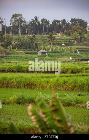 Sonnenaufgang über jungen Reisterrassen im ruhigen Morgenlicht, Reflexion auf den Feldern, tolles Grün und Licht in einem Landschaftsfoto, schönes grünes Bali, Indonesien Stockfoto