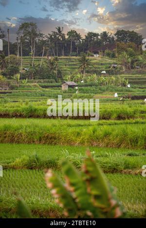 Sonnenaufgang über jungen Reisterrassen im ruhigen Morgenlicht, Reflexion auf den Feldern, tolles Grün und Licht in einem Landschaftsfoto, schönes grünes Bali, Indonesien Stockfoto