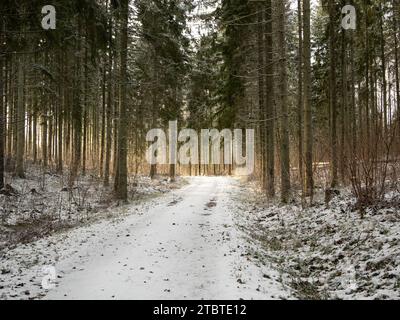 Sie fahren über die schneegesäumte Straße und genießen die ätherische Schönheit der Sonnenstrahlen, die durch die frostigen Wälder filtern. Stockfoto