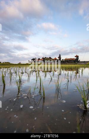 Tolle frische Reisterrassen mit Wasser am Morgen, Blick über Fischgrün zu einem Hindutempel am Morgen, Landschaftsaufnahmen auf einer tropischen Insel in Asien, Sanur, Bali, Indonesien Stockfoto