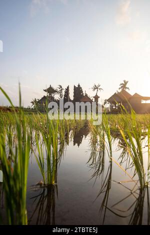 Tolle frische Reisterrassen mit Wasser am Morgen, Blick über Fischgrün zu einem Hindutempel am Morgen, Landschaftsaufnahmen auf einer tropischen Insel in Asien, Sanur, Bali, Indonesien Stockfoto