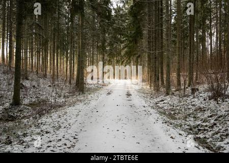 Der Wald in winterlicher Kleidung, der mit dem Hauch von Sonnenstrahlen erstrahlt, führt den Weg durch die verschneite Weite. Stockfoto