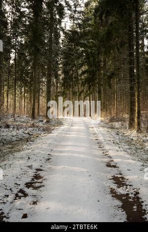 Die mit Schnee geschmückten Wälder funkeln unter dem strahlenden Hauch von Sonnenstrahlen, eine bezaubernde winterliche Landschaft. Stockfoto