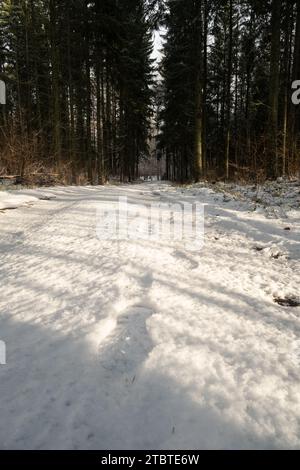 Schneebedeckte Pfade erfreuen sich im goldenen Hauch von Sonnenstrahlen und bieten eine ruhige Passage durch die frostigen Wälder. Stockfoto