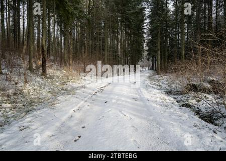 Die sonnenbeschienene Straße durch schneebedeckte Kiefern – eine Reise, die von heiterer winterlicher Magie umgeben ist. Stockfoto