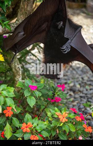 Ein fliegende Fuchs auf einem Blumenstrauch in Bali, Indonesien Stockfoto