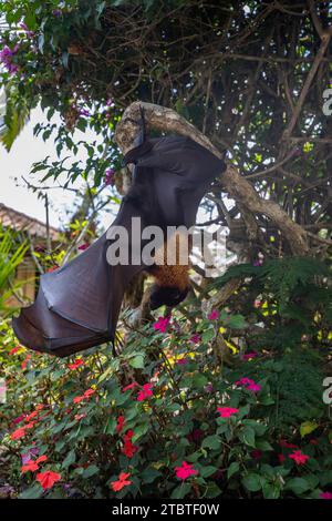 Ein fliegende Fuchs auf einem Blumenstrauch in Bali, Indonesien Stockfoto