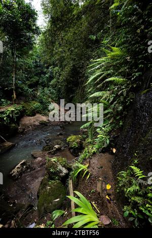 Heiße Quellen, Thermalbad im tropischen Dschungel, ritueller schwefelhaltiger Pool zum Schwimmen, Banjar, Bali Stockfoto