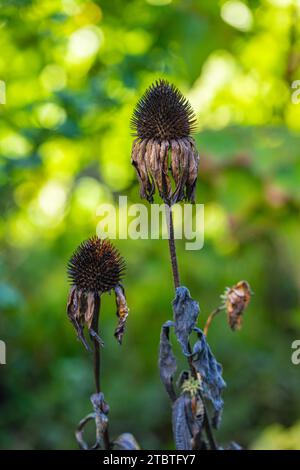 Lila Coneflower im Garten, Echinacea pupupurea, geblümt, Nahaufnahme Stockfoto