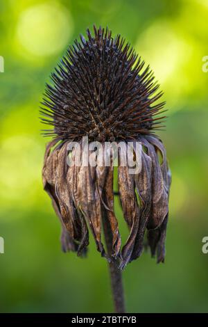 Lila Coneflower im Garten, Echinacea pupupurea, blühend, Nahaufnahme Stockfoto