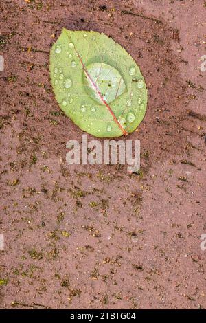 Rosenblütenblatt mit Wassertropfen auf Pflasterstein, Stillleben aus der Natur Stockfoto