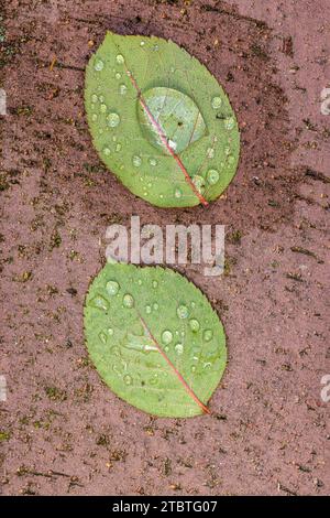 Rosenblütenblatt mit Wassertropfen auf Pflasterstein, Stillleben aus der Natur Stockfoto